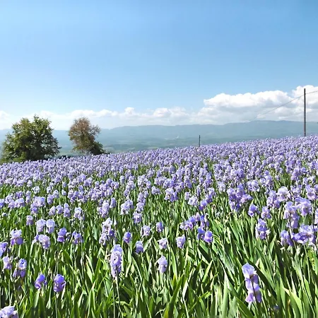 Belvedere-2 By Interhome Apartamento *